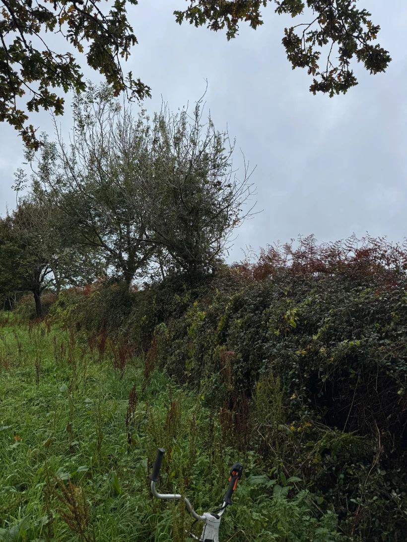 Penn Ar Garden Entretien De Jardins A Plomeur IMG 9596 1